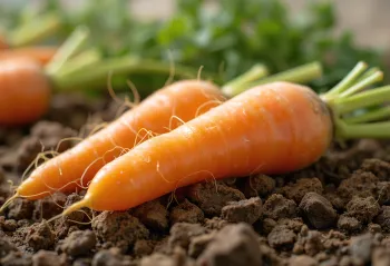 Cenouras frescas com ramas verdes sobre madeira